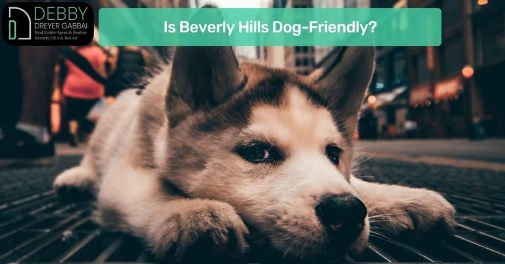 Is Beverly Hills Dog-Friendly