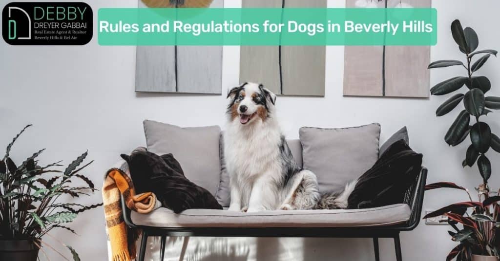 Rules and Regulations for Dogs in Beverly Hills