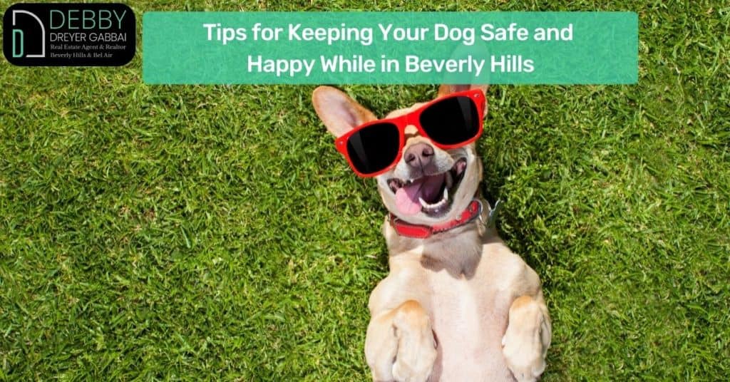 Tips for Keeping Your Dog Safe and Happy While in Beverly Hills